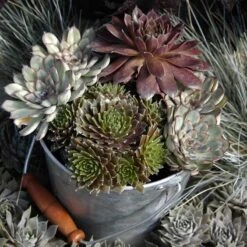 'Jeanne D'Arc' Hens & Chicks -Florist Shop 429 1892 popup