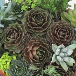 'Rocknoll Rosette' Hens & Chicks -Florist Shop 435 1600 popup
