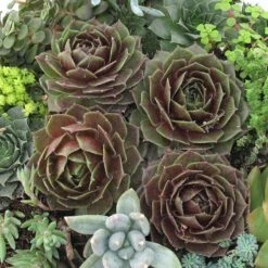 'Rocknoll Rosette' Hens & Chicks -Florist Shop 435 1601 popup