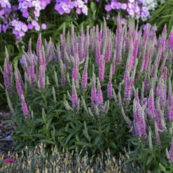 Magic Show® 'Pink Potion' Spike Speedwell 6 Magic Show® 'Pink Potion' Spike Speedwell -Florist Shop 43a3b7a27fd4e4d1b3b17da66e5c1a78