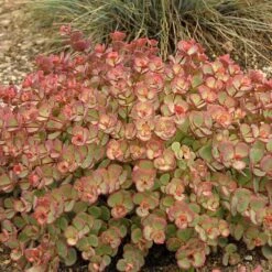 October Daphne Stonecrop -Florist Shop 441 1375 popup sw