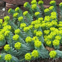 Donkey Tail -Florist Shop 447 1209 popup