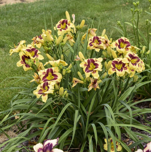 Rainbow Rhythm® 'Star Of The North' Daylily 1 Rainbow Rhythm® 'Star Of The North' Daylily