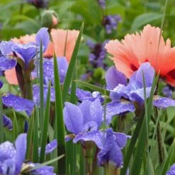 'Silver Edge' Siberian Iris -Florist Shop 457 2257 popup