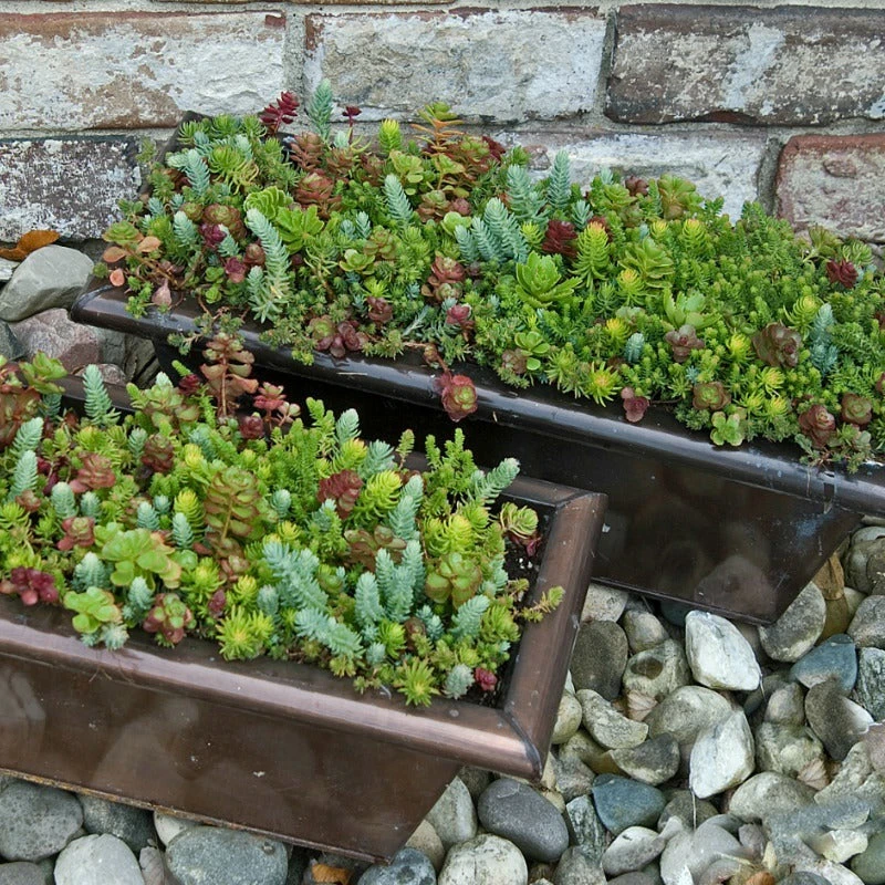 SedumSod® Mini Mats 2 SedumSod® Mini Mats - Image 2