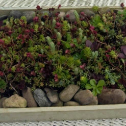SedumSod® Mini Mats 6 SedumSod® Mini Mats -Florist Shop 488 1580