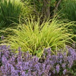 Prairie Winds® 'Lemon Squeeze' Fountain Grass 6 Prairie Winds® 'Lemon Squeeze' Fountain Grass -Florist Shop 497Pennisetumalopecuroides LemonSqueeze 2