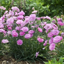Fruit Punch® 'Sweetie Pie' Dianthus -Florist Shop 4c286a16d7dc6b236cd3f82900869979