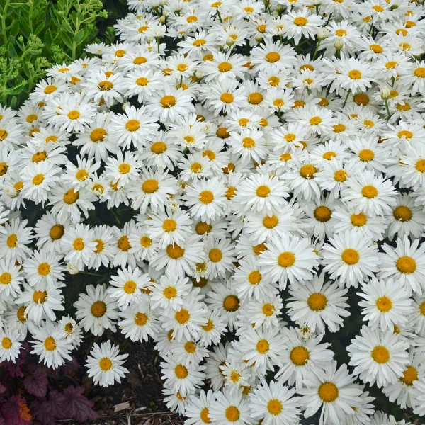'Whoops-A-Daisy' Shasta Daisy 1 'Whoops-A-Daisy' Shasta Daisy