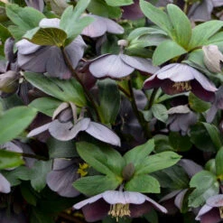 Honeymoon® Vegas Nights Lenten Rose -Florist Shop 506Helleborus VegasNights 3