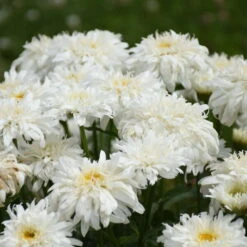 Amazing Daisies® 'Marshmallow' Shasta Daisy -Florist Shop 511Leucanthemumsuperbum Marshmallow 3