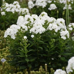 Luminary™ 'Backlight' Tall Garden Phlox -Florist Shop 518Phloxpaniculata Backlight 3