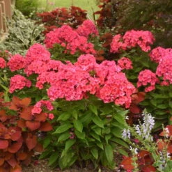 Luminary™ 'Sunset Coral' Tall Garden Phlox -Florist Shop 519Phloxpaniculata SunsetCoral 3