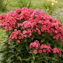 Luminary™ 'Sunset Coral' Tall Garden Phlox -Florist Shop 519Phloxpaniculata SunsetCoral 4