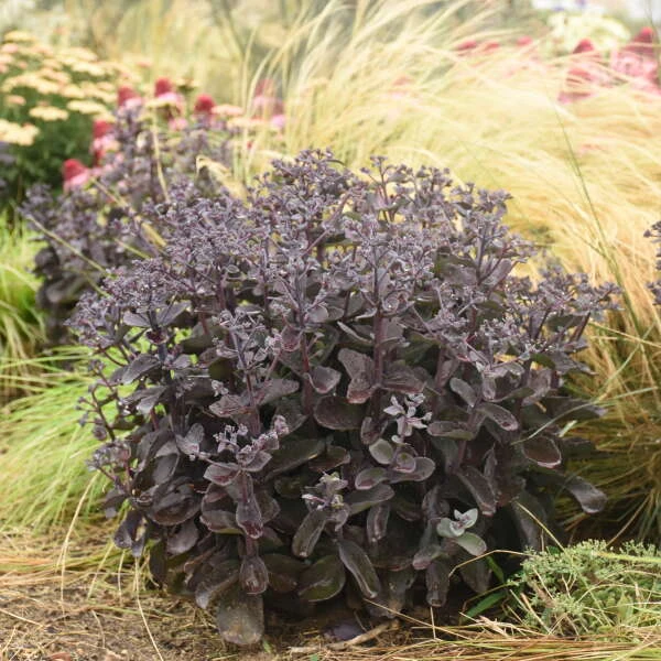Rock 'N Grow® 'Back In Black' Stonecrop 1 Rock 'N Grow® 'Back In Black' Stonecrop