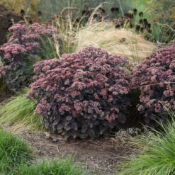 Rock 'N Grow® 'Back In Black' Stonecrop 7 Rock 'N Grow® 'Back In Black' Stonecrop -Florist Shop 520Sedum BackinBlack 3