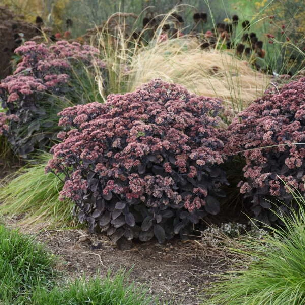 Rock 'N Grow® 'Back In Black' Stonecrop 3 Rock 'N Grow® 'Back In Black' Stonecrop - Image 3