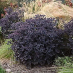 Rock 'N Grow® 'Back In Black' Stonecrop 8 Rock 'N Grow® 'Back In Black' Stonecrop -Florist Shop 520Sedum BackinBlack 4