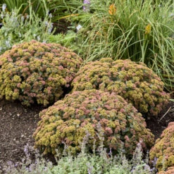Rock 'N Grow® 'Coraljade' Stonecrop -Florist Shop 522Sedum Coraljade 3