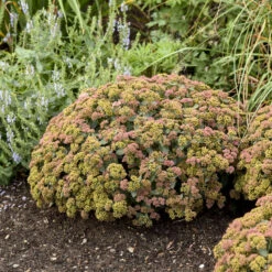 Rock 'N Grow® 'Coraljade' Stonecrop -Florist Shop 522Sedum Coraljade 4