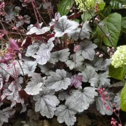 Dolce® 'Silver Gumdrop' Coral Bells -Florist Shop 525 1969 popup sw