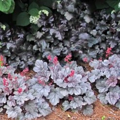 Dolce® 'Silver Gumdrop' Coral Bells -Florist Shop 525 1972 popup sw