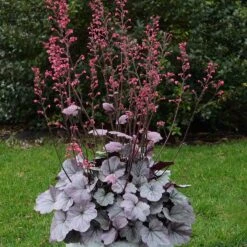 Dolce® 'Silver Gumdrop' Coral Bells -Florist Shop 525 1974 popup sw