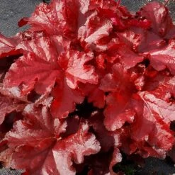 Forever® Red Coral Bells 5 Forever® Red Coral Bells -Florist Shop 527 1990 popup sw