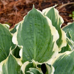 Shadowland® 'Hope Springs Eternal' Hosta -Florist Shop 529Hosta HopeSpringsEternal 4