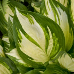 Shadowland® 'Miss America' Hosta 8 Shadowland® 'Miss America' Hosta -Florist Shop 530Hosta MissAmerica 4