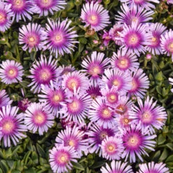 Kaleidoscope™ 'Pink Radiance' Ice Plant