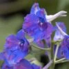 'Diamonds Blue' Delphinium