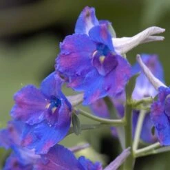 'Diamonds Blue' Delphinium