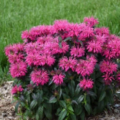 Sugar Buzz® 'Berry Taffy' Bee Balm -Florist Shop 542Monarda BerryTaffy 3