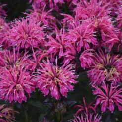 Sugar Buzz® 'Berry Taffy' Bee Balm -Florist Shop 542Monarda BerryTaffy 4