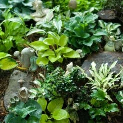 'Sun Mouse' Hosta -Florist Shop 542 2217 popup