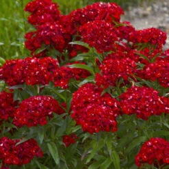 'Scarlet Fever' Dianthus