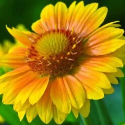 'Arizona Apricot' Blanket Flower -Florist Shop 545 2071 popup 468b192a 3e32 44e4 8295 93eb20f79efc sw