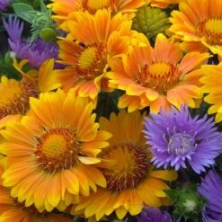 'Arizona Apricot' Blanket Flower -Florist Shop 545 2073 popup e7b57a91 b829 4620 a797 58c0233322da sw