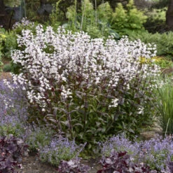 'Onyx And Pearls' Beardtongue 7 'Onyx And Pearls' Beardtongue -Florist Shop 548Penstemon OnyxandPearls 4