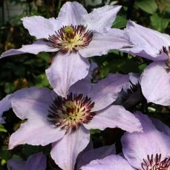 Still Waters™ Clematis 9 Still Waters™ Clematis -Florist Shop 548 2085 popup