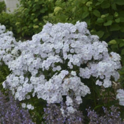 'Fashionably Early Crystal' Hybrid Phlox -Florist Shop 549Phlox FashionablyEarlyCrystal 3