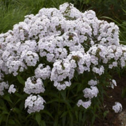 'Fashionably Early Crystal' Hybrid Phlox -Florist Shop 549Phlox FashionablyEarlyCrystal 4