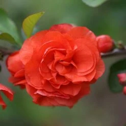 Double Take Orange™ Flowering Quince -Florist Shop 550 2089 popup
