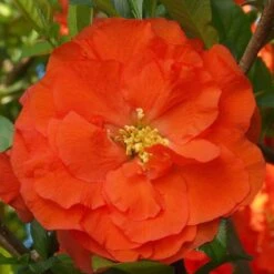 Double Take Orange™ Flowering Quince -Florist Shop 550 2092 popup