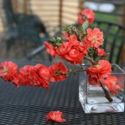 Double Take Orange™ Flowering Quince -Florist Shop 550 2093 popup sw