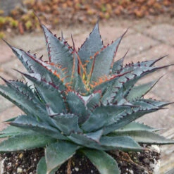 Mad About Mangave® 'Tooth Fairy' Mangave -Florist Shop 555Mangave ToothFairy 3