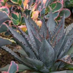 Mad About Mangave® 'Tooth Fairy' Mangave -Florist Shop 555Mangave ToothFairy 4