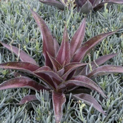 Mad About Mangave® 'Mission To Mars' Mangave 7 Mad About Mangave® 'Mission To Mars' Mangave -Florist Shop 555be7912669a4ed0316e84fab1e10c9