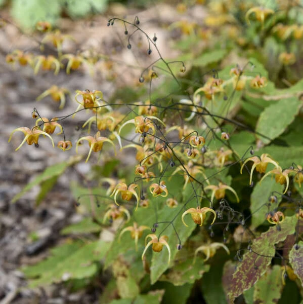 'Amber Queen' Barrenwort 2 'Amber Queen' Barrenwort - Image 2